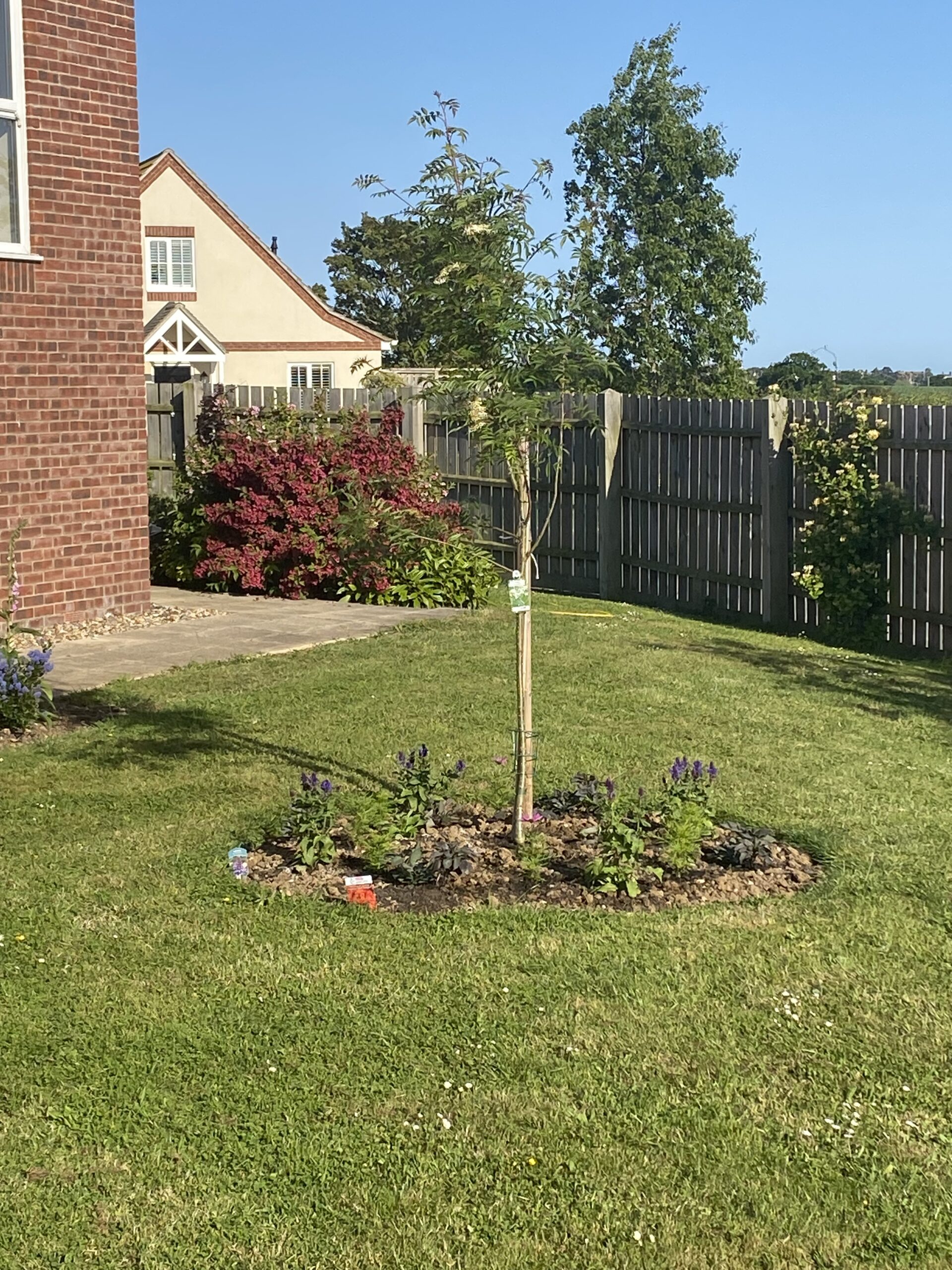 A tree planted in the Beaumont Manor garden