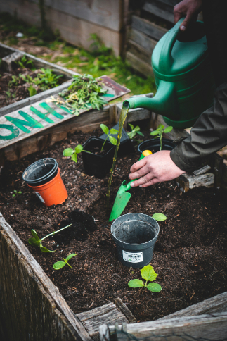 gardening activities for residents with dementia