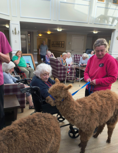 Resident with an alpaca