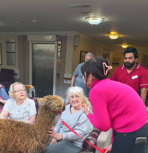 Resident with an alpaca